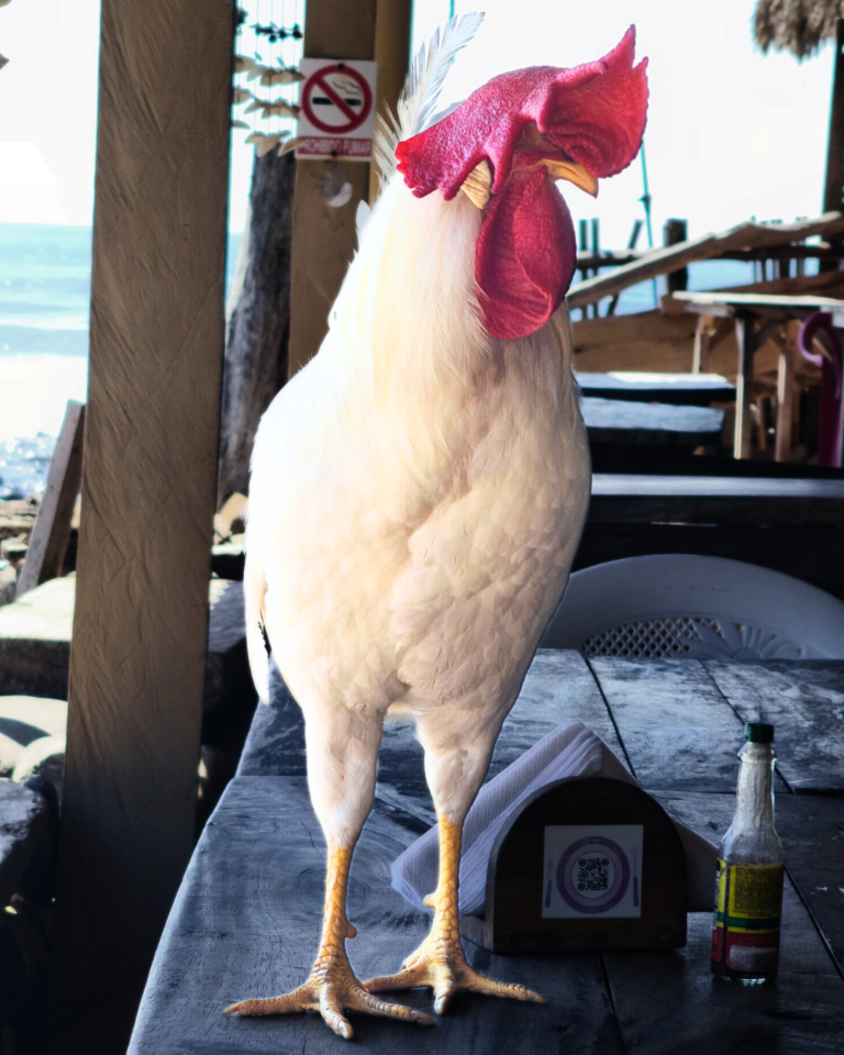 El Zonte - Polinesio